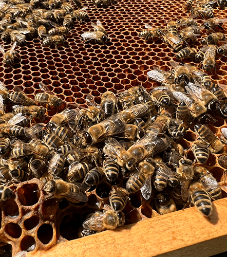 Bienen tummeln sich in den Bienenstoecken der Therme Wien.