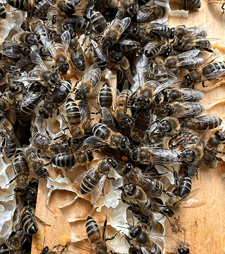 Bienen tummeln sich in den Bienenstoecken der Therme Wien fuer den Therme Wien Honig