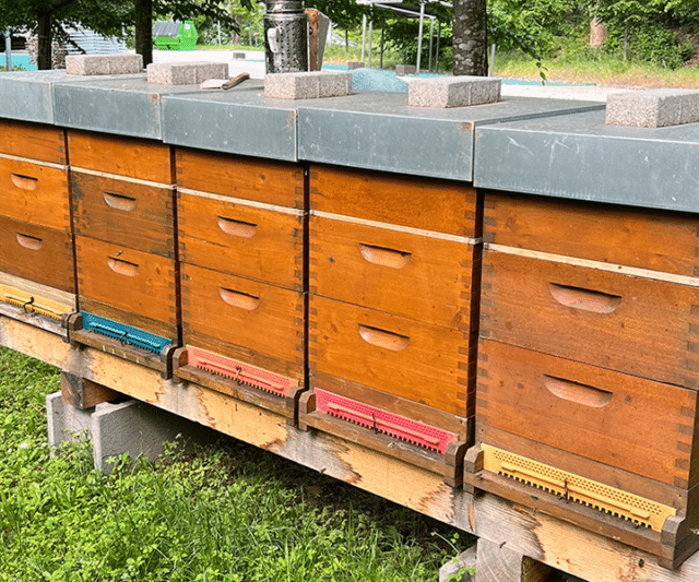 Bienenstoecke fuer den Therme Wien Honig
