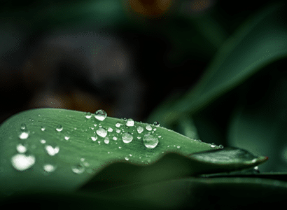 Wassertropfen auf einer Pflanze
